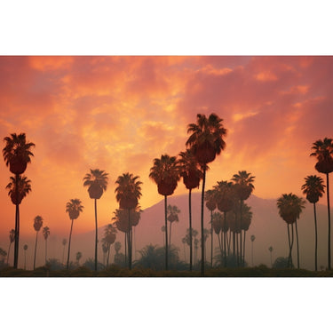 Sunset canvas with Palm Trees